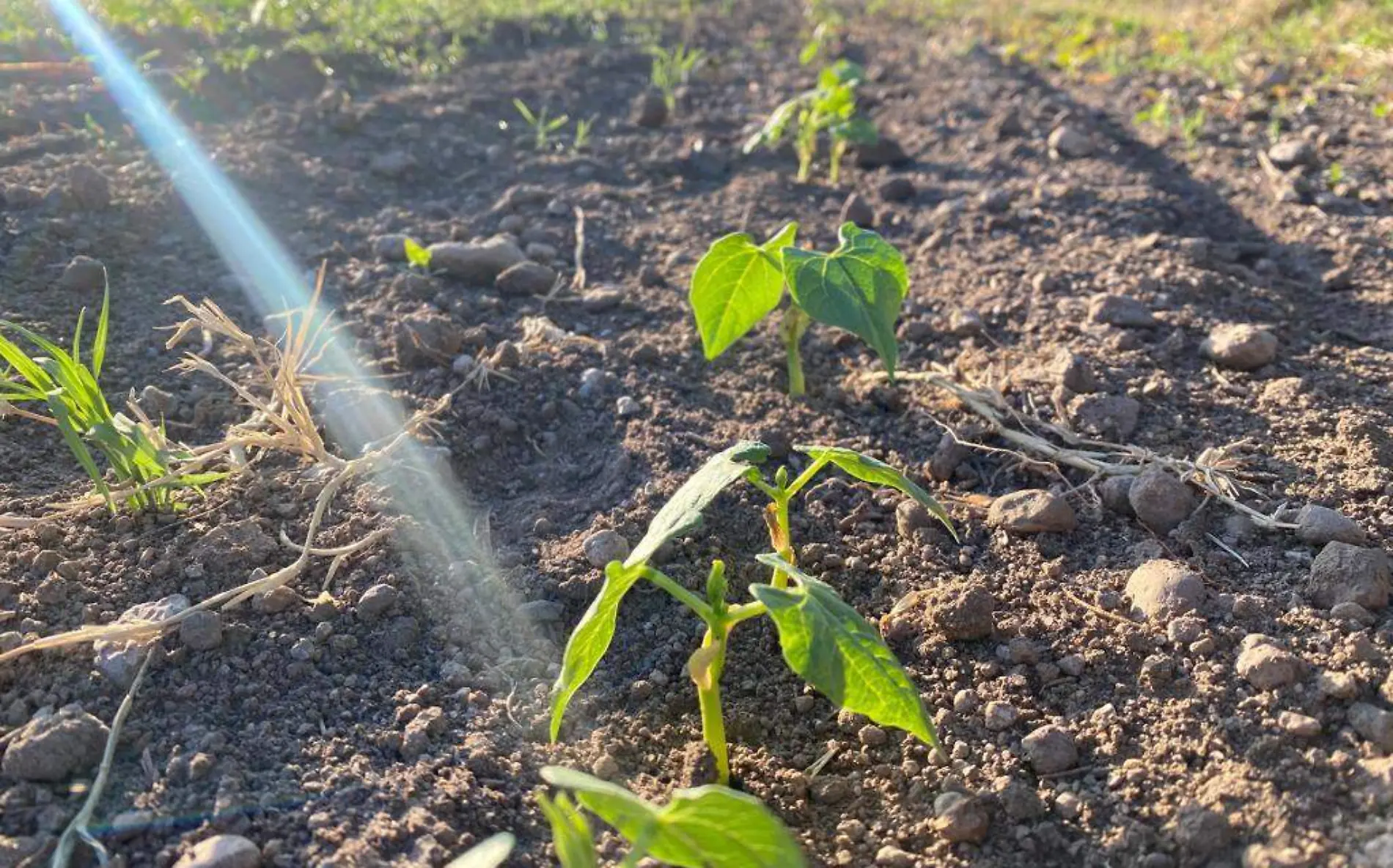 “Solo falta que llueva”, dicen agricultores de Canatlán y Nuevo Ideal